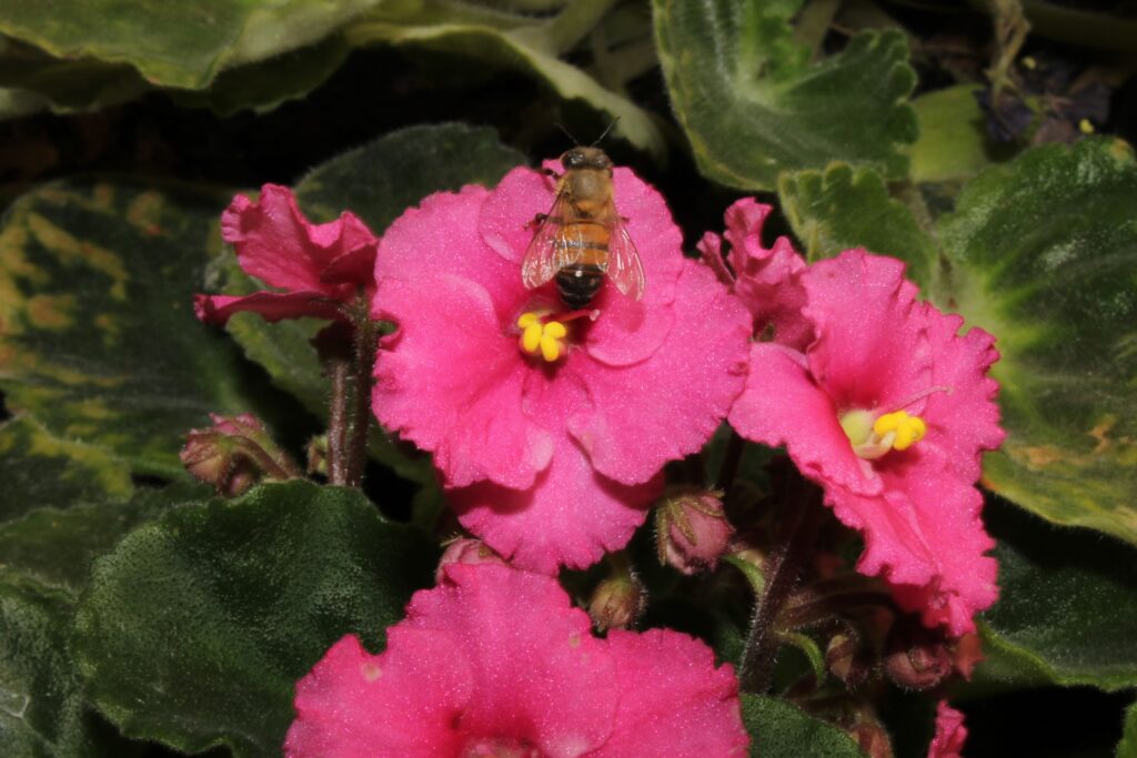 Danza de luz y polinización /Andrea Monserrat del Rayo Cervantes Guerrero