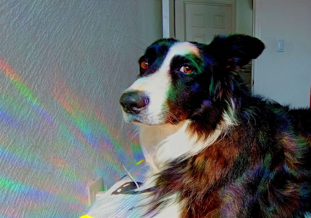 Después del diluvio / Montserrat de Guadalupe Rivera Ortiz